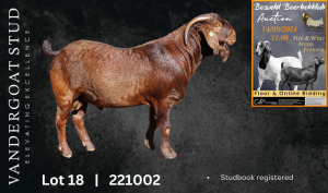 1X KALAHARI RED BUCK VANDERGOAT STUD