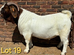 1X BOER GOAT BUCK SCHOONHEID BOERBOK STOET