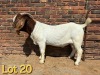 1X BOER GOAT FLOCK BUCK SCHOONHEID BOERBOK STOET