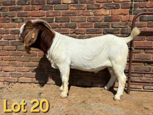 1X BOER GOAT BUCK SCHOONHEID BOERBOK STOET