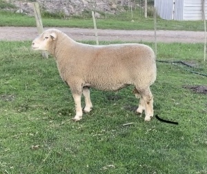 LOT 14 RAM : GNF 16 00 - W.H. OOSTHUIZEN  