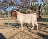 WITHDRAWN - 1X BOER GOAT BUCK ELYSIUM BOERBOKSTOET