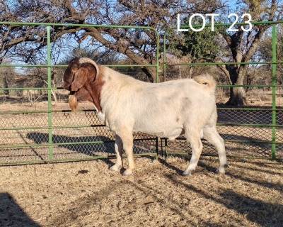 WITHDRAWN - 1X BOER GOAT BUCK ELYSIUM BOERBOKSTOET