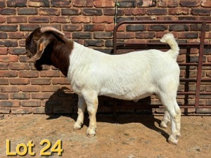 1X BOER GOAT BUCK SCHOONHEID BOERBOK STOET