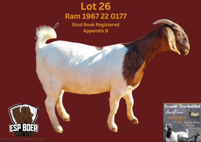 1X BOER GOAT FLOCK PREGNANT DOE ESP BOERBOK STOET