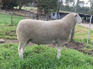 LOT 8 RAM : DTC 19 02 - CLARKE SD & TA