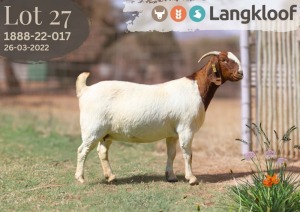 1X BOER GOAT DOE LANGKLOOF BOERBOKSTOET