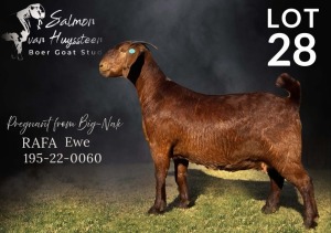 1X KALAHARI RED DOE SALMON VAN HUYSSTEEN BOER GOAT STUD