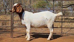 1X BOER GOAT DOE WIANCKO BOERBOKSTOET