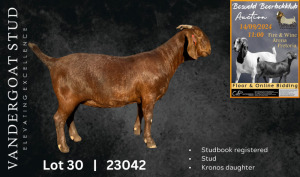 1X KALAHARI RED STUD DOE VANDERGOAT STUD