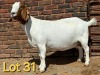 1X BOER GOAT FLOCK PREGNANT DOE SCHOONHEID BOERBOK STOET