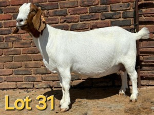 1X BOER GOAT DOE SCHOONHEID BOERBOK STOET