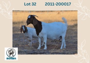 1+1X BOER GOAT DOE RONWIL BOERBOKSTOET