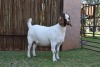 1X BOER GOAT FLOCK PREGNANT DOE PILANESBERG STOET