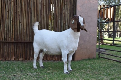 1X BOER GOAT FLOCK PREGNANT DOE PILANESBERG STOET