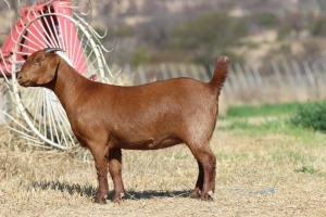 1X KALAHARI RED STUD PREGNANT DOE PEET VAN VUREN KALAHARI RED STOET