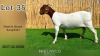 1X BOER GOAT FLOCK PREGNANT DOE NIEUWCO BOERBOKKE