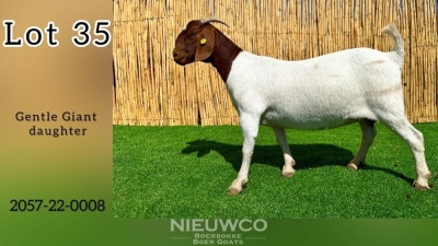 1X BOER GOAT FLOCK PREGNANT DOE NIEUWCO BOERBOKKE