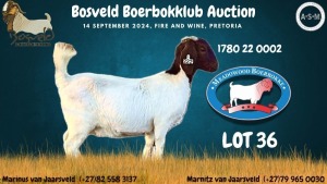 1X BOER GOAT DOE MEADOWOOD BOERBOKKE