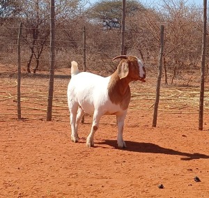 1X BOER GOAT STUD DOE HARDEKOOL BOERBOK STOET