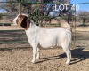 1X BOER GOAT FLOCK PREGNANT DOE ELYSIUM BOERBOKSTOET