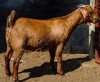 1X KALAHARI RED FLOCK PREGNANT DOE BIG BOSS BOERDERY