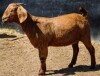 1X KALAHARI RED FLOCK PREGNANT DOE BIG BOSS BOERDERY - 2