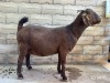 1X KALAHARI RED FLOCK PREGNANT DOE BERNICK FOURIE KALAHARI REDS