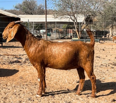 1X KALAHARI RED FLOCK DOE BERGFONTEIN KALAHARI REDS