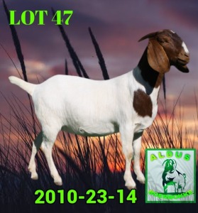 1X BOER GOAT FLOCK PREGNANT DOE ALDUS BOERBOKKE STOET 2010