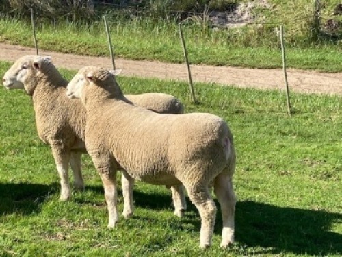 LOT 24 RAM : DTC 20 00 - CLARKE SD & TA
