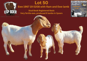 WITHDRAWN - 1X BOER GOAT DOE ESP BOERBOK STOET