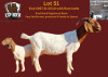 WITHDRAWN - 1X BOER GOAT DOE ESP BOERBOK STOET