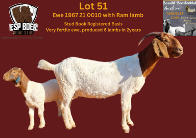 WITHDRAWN - 1X BOER GOAT DOE ESP BOERBOK STOET