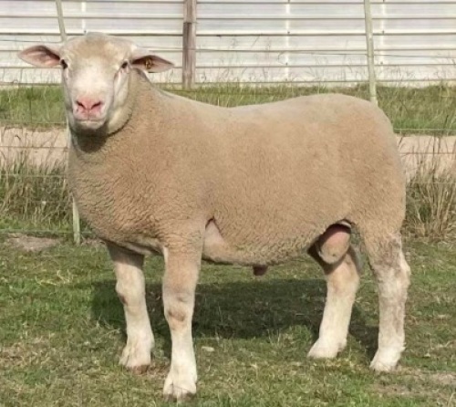 LOT 25 RAM : DTC 20 00 - CLARKE SD & TA