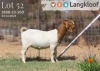 1X BOER GOAT FLOCK DOE LANGKLOOF BOERBOKSTOET