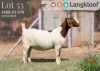 1X BOER GOAT FLOCK DOE LANGKLOOF BOERBOKSTOET