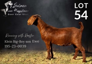 1X KALAHARI RED STUD PREGNANT DOE SALMON VAN HUYSSTEEN BOER GOAT STUD