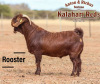 1X KALAHARI RED STUD PREGNANT DOE SALMON VAN HUYSSTEEN BOER GOAT STUD - 2