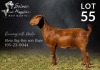 1X KALAHARI RED STUD DOE SALMON VAN HUYSSTEEN BOER GOAT STUD