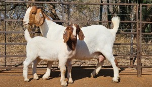 1+1X BOER GOAT FLOCK DOE WIANCKO BOERBOKSTOET