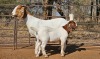 1+1X BOER GOAT FLOCK DOE WIANCKO BOERBOKSTOET - 2