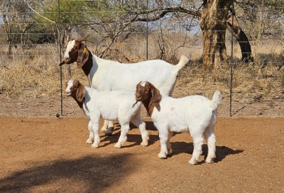 1+2X BOER GOAT FLOCK DOE WIANCKO BOERBOKSTOET