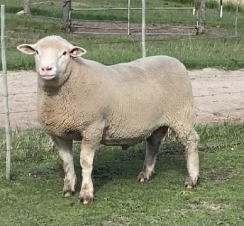 LOT 38 RAM : DTC 19 02 - CLARKE SD & TA