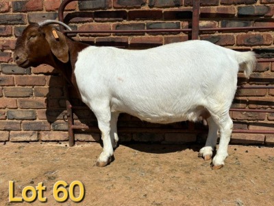 1X BOER GOAT STUD PREGNANT DOE SCHOONHEID BOERBOK STOET