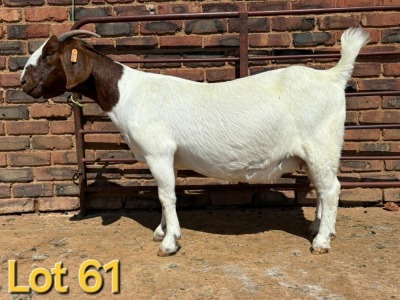 1X BOER GOAT STUD PREGNANT DOE SCHOONHEID BOERBOK STOET