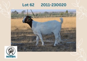 1X BOER GOAT FLOCK DOE RONWIL BOERBOKSTOET