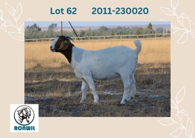 1X BOER GOAT FLOCK DOE RONWIL BOERBOKSTOET