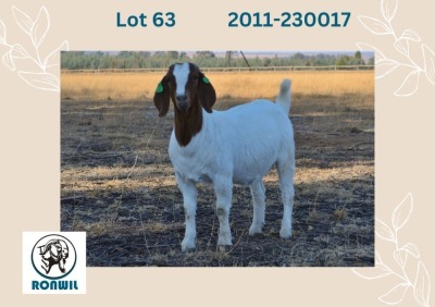 1X BOER GOAT FLOCK DOE RONWIL BOERBOKSTOET