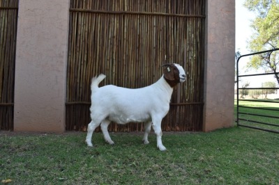 1X BOER GOAT FLOCK ON TEAT PREGNANT DOE PILANESBERG STOET